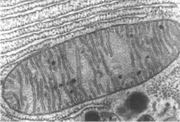 mitochondria