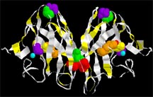 enzyme